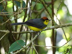 Collared Whitestart