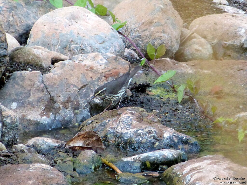 Paruline des ruisseaux