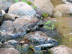 Northern Waterthrush