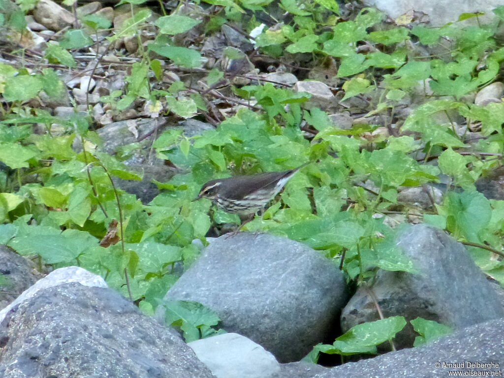 Northern Waterthrush