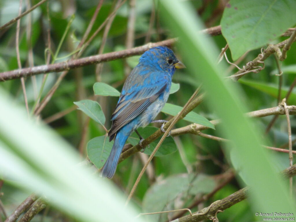 Passerin indigo