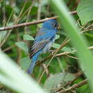 Passerin indigo