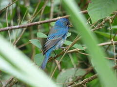 Indigo Bunting