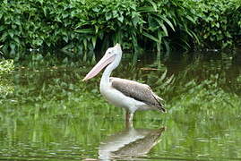 Spot-billed Pelican