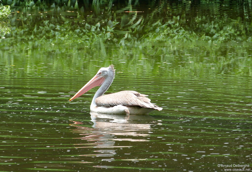 Spot-billed Pelican