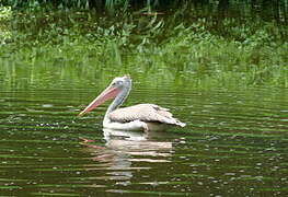 Spot-billed Pelican