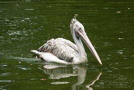 Spot-billed Pelican