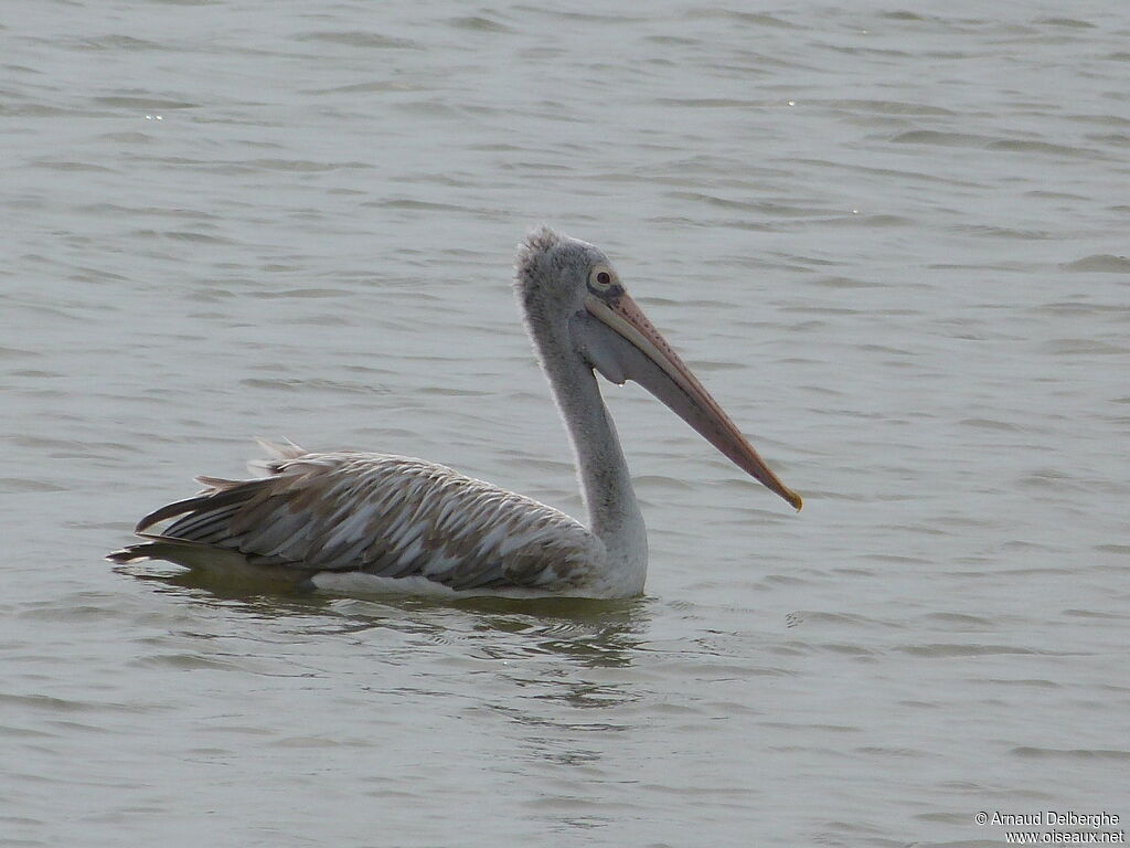 Spot-billed Pelican