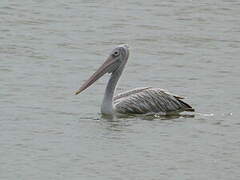 Spot-billed Pelican