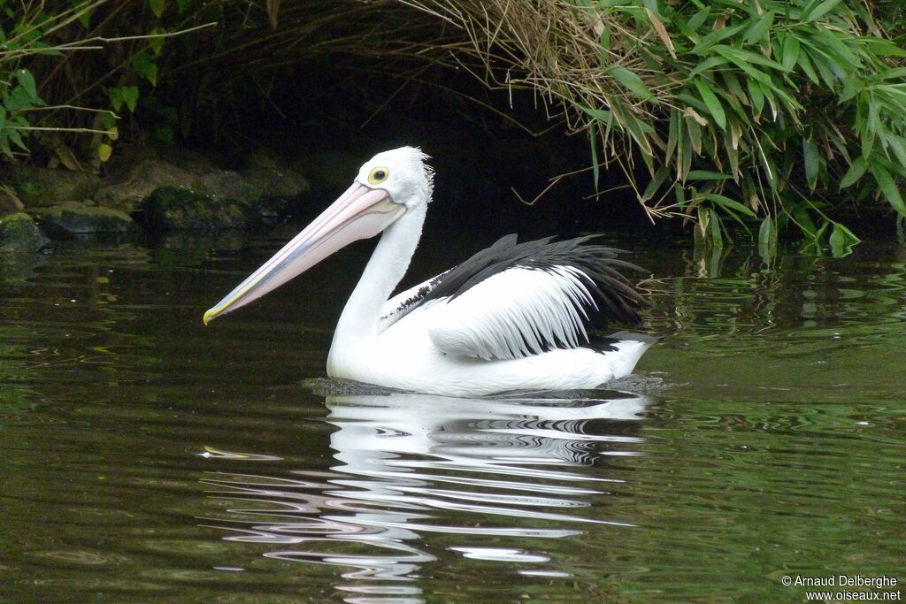 Australian Pelican