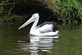 Australian Pelican