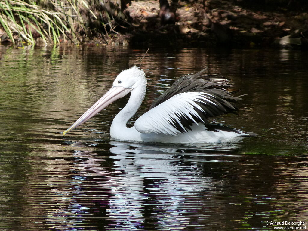 Australian Pelican