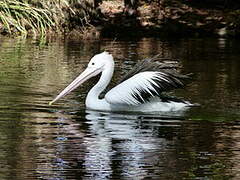 Australian Pelican