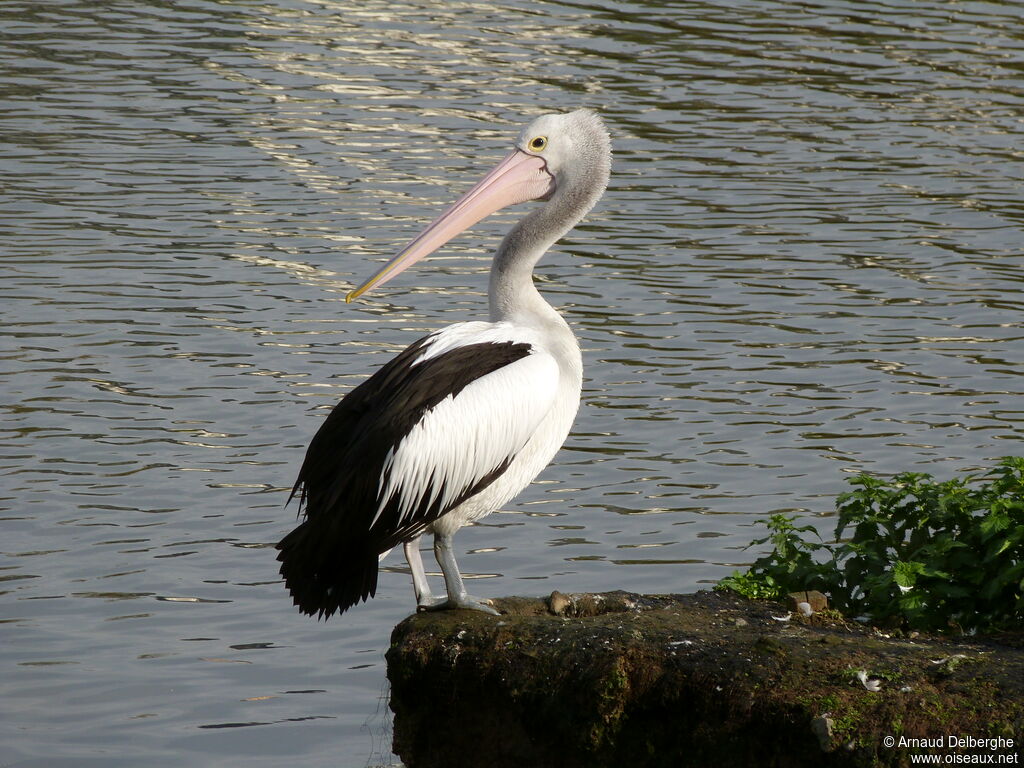 Australian Pelican