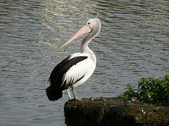 Australian Pelican