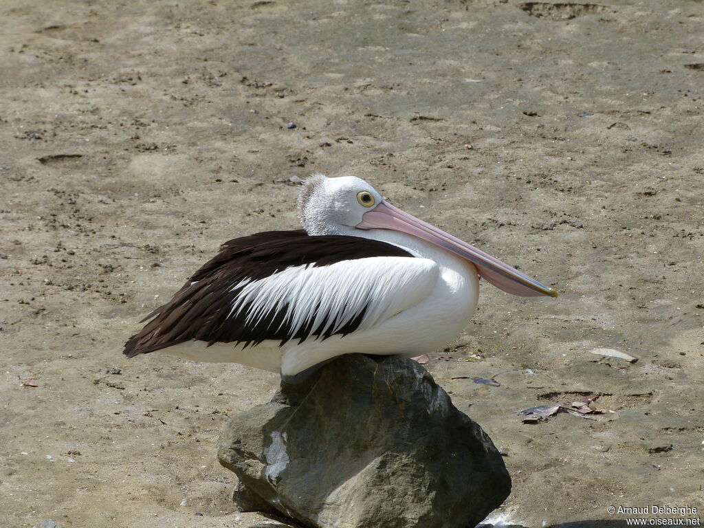 Australian Pelican