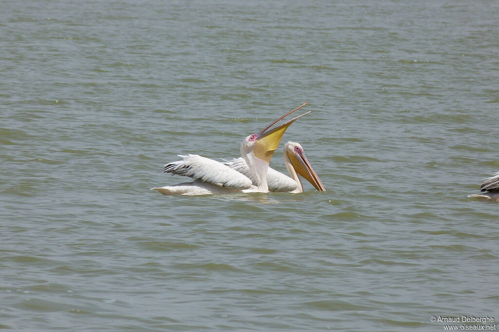 Great White Pelican