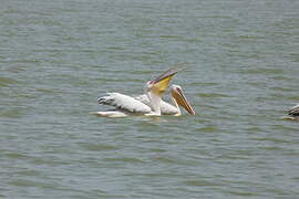 Great White Pelican