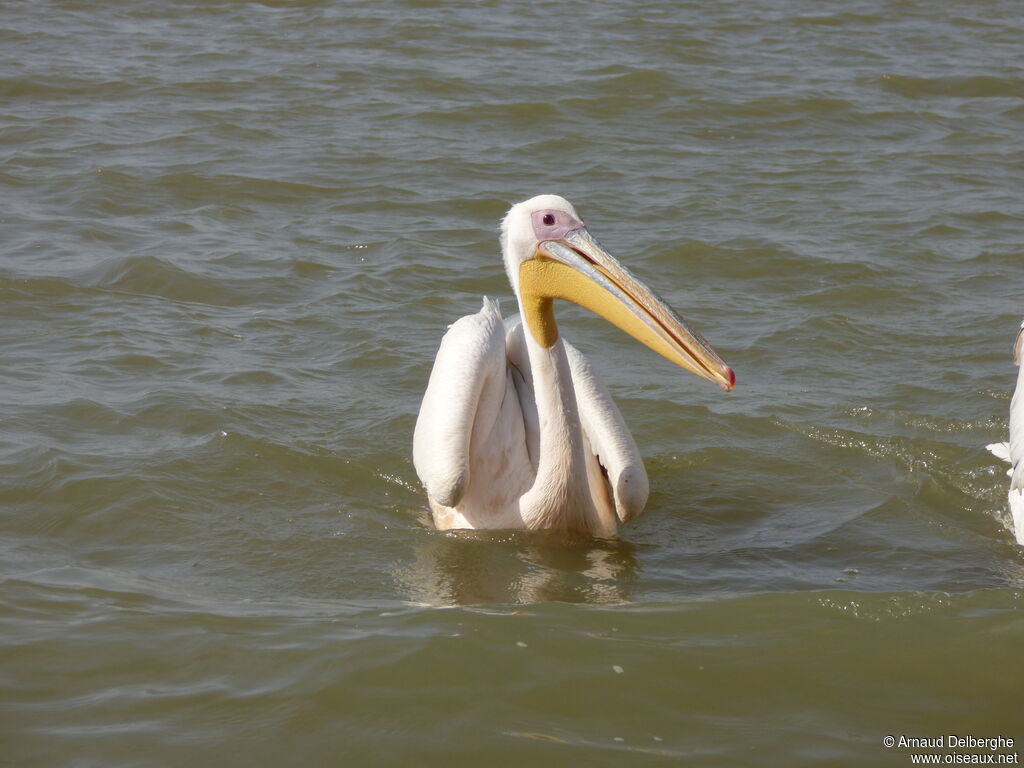 Great White Pelican