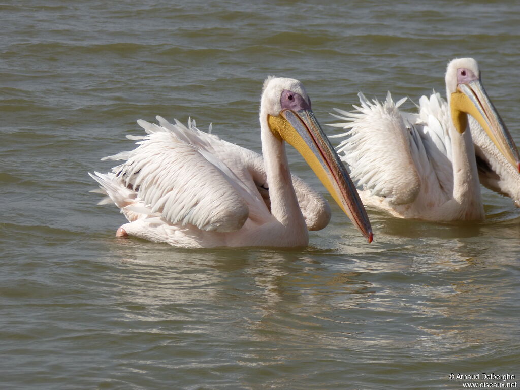 Great White Pelican