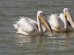 Great White Pelican