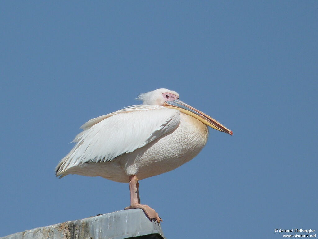 Pélican blanc