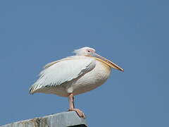 Great White Pelican