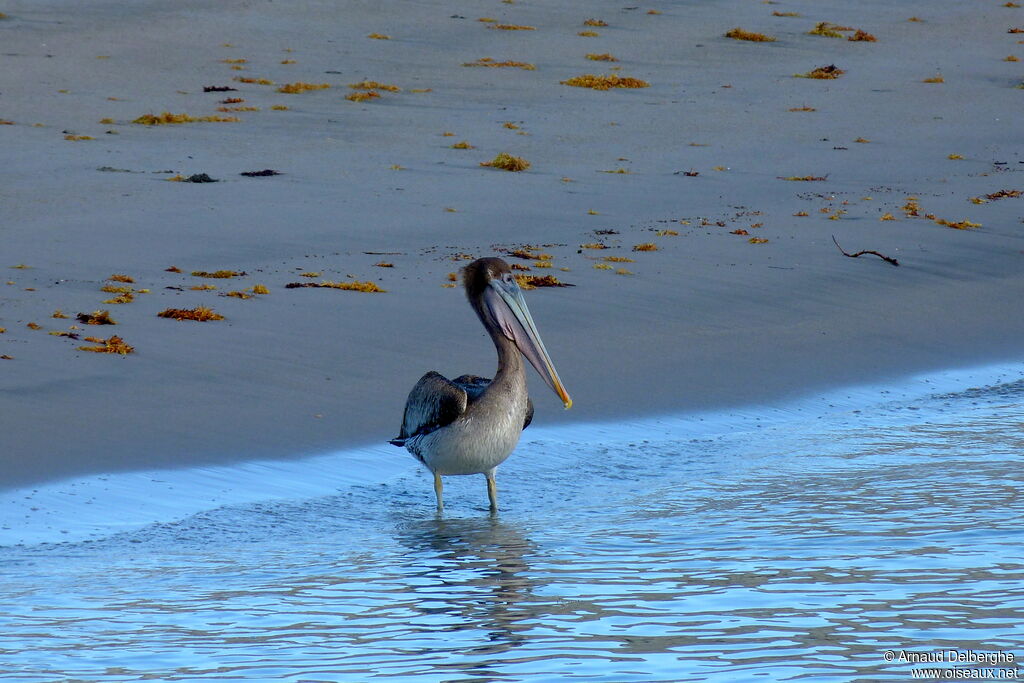 Brown Pelican