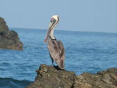 Brown Pelican