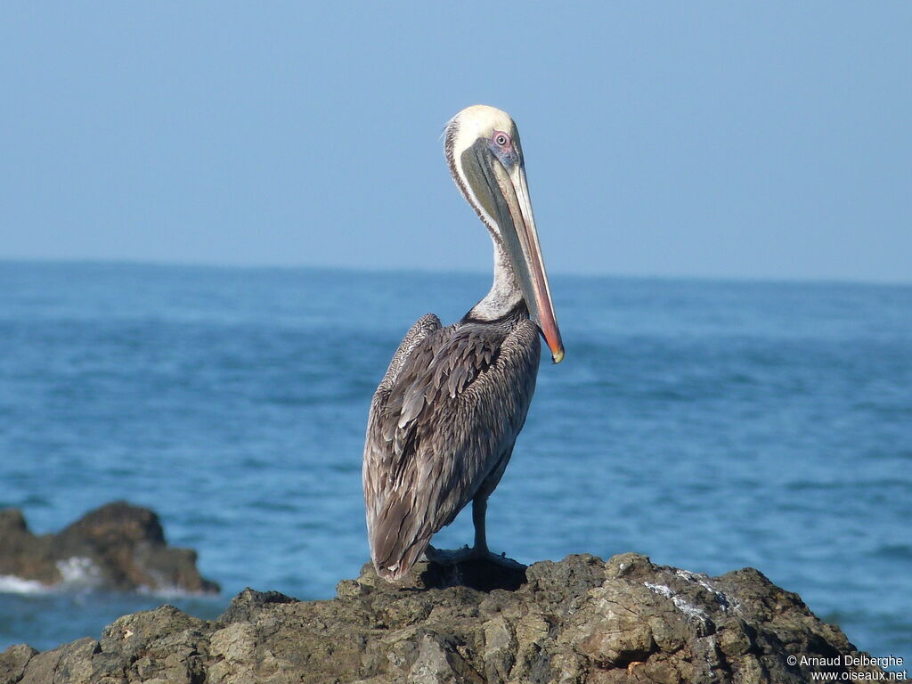 Brown Pelican