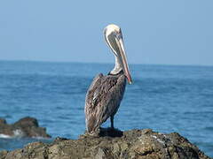 Brown Pelican