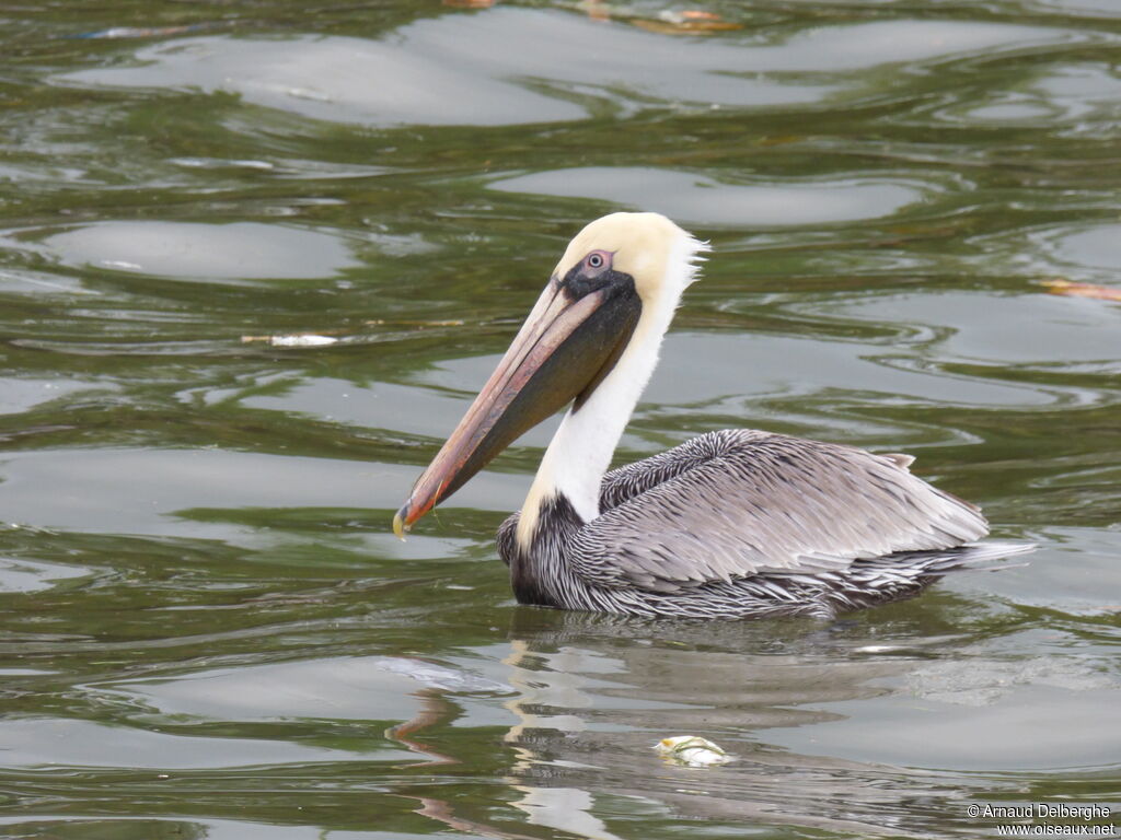 Brown Pelican