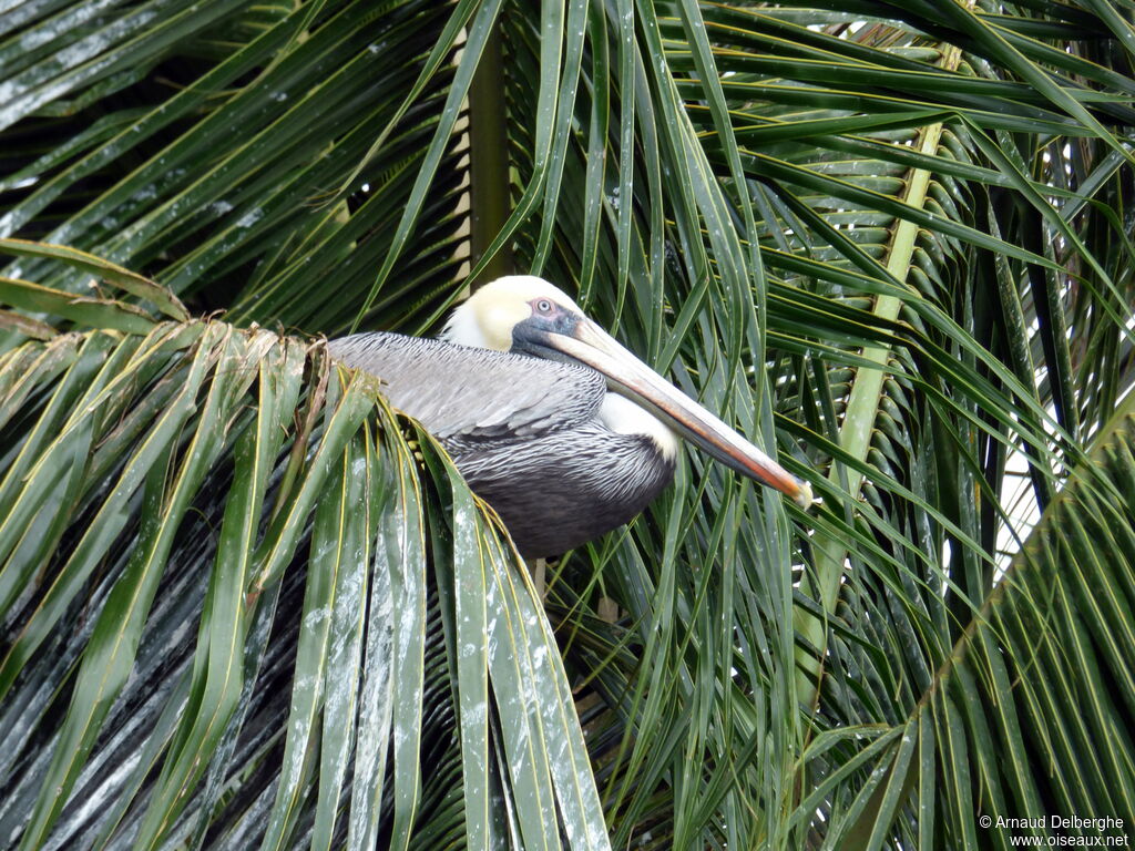 Brown Pelican