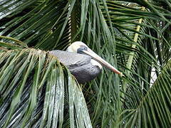 Brown Pelican