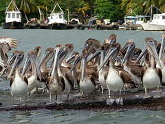 Brown Pelican