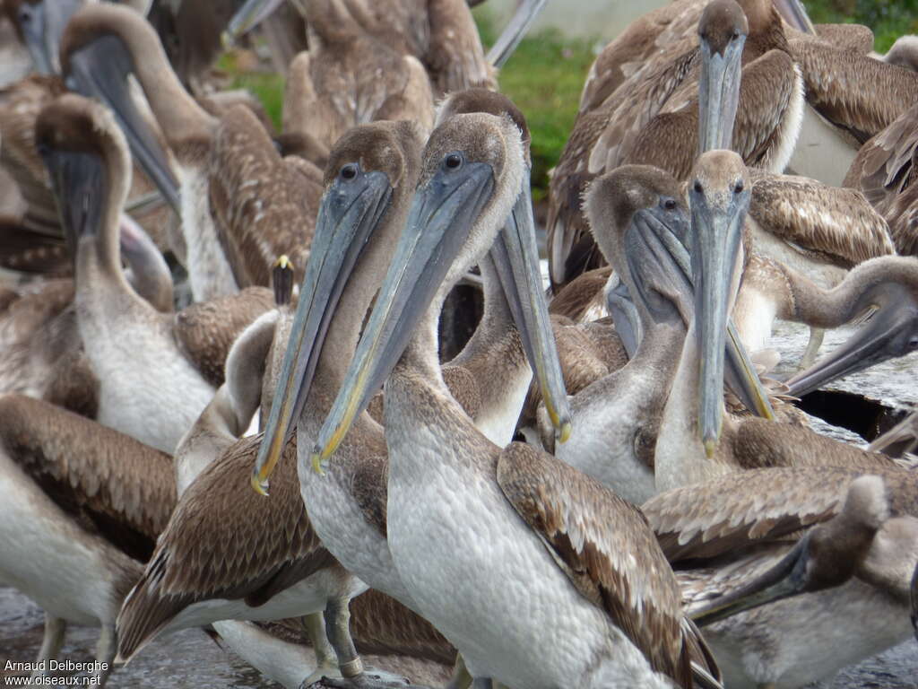 Brown Pelicanjuvenile, Reproduction-nesting