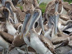 Brown Pelican