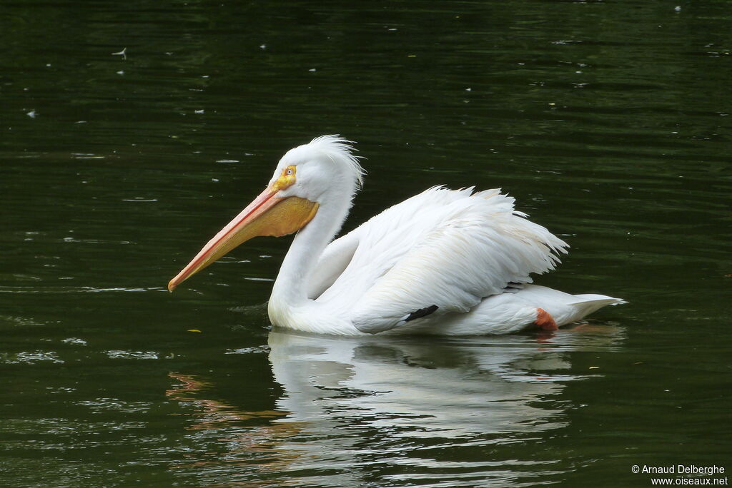 American White Pelican