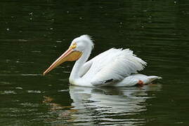 American White Pelican