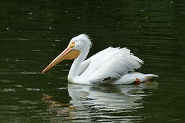 American White Pelican