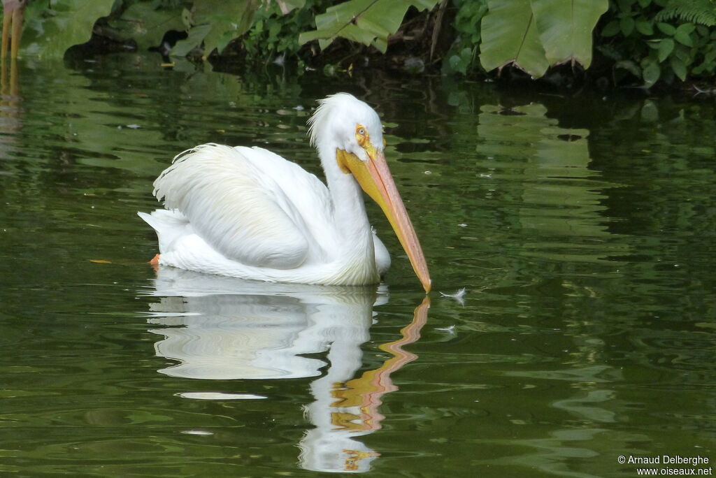 American White Pelican