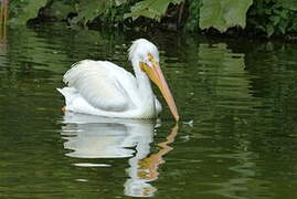 American White Pelican