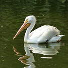 Pélican d'Amérique