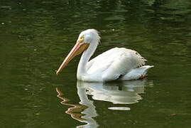 American White Pelican