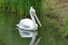 Dalmatian Pelican