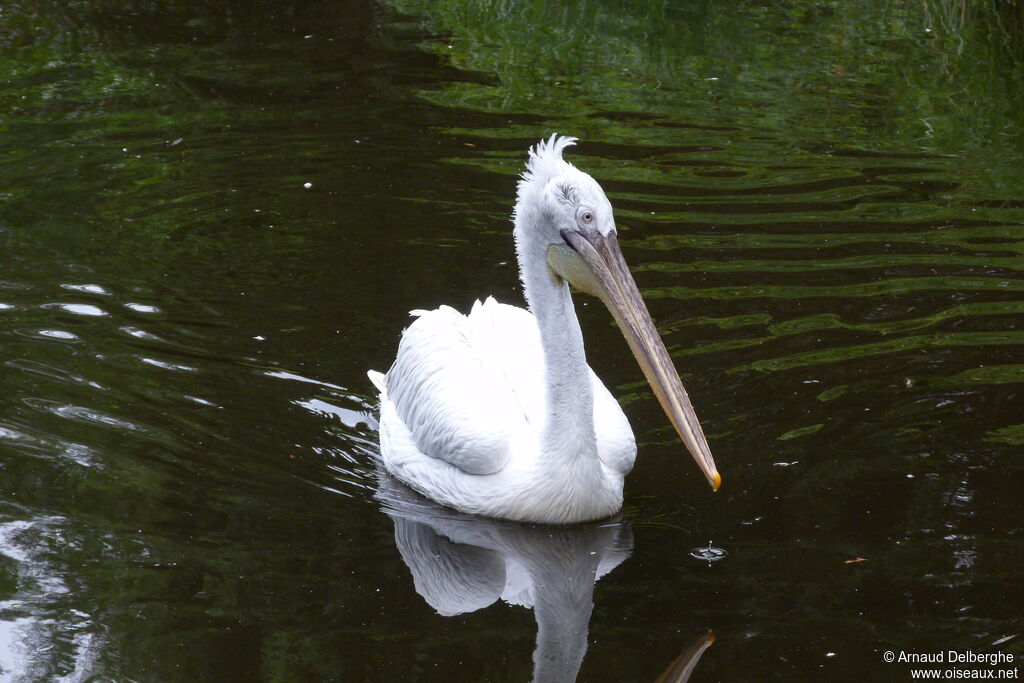 Dalmatian Pelican