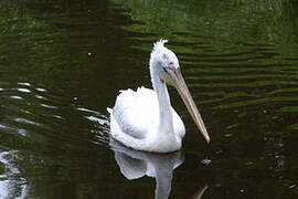 Dalmatian Pelican