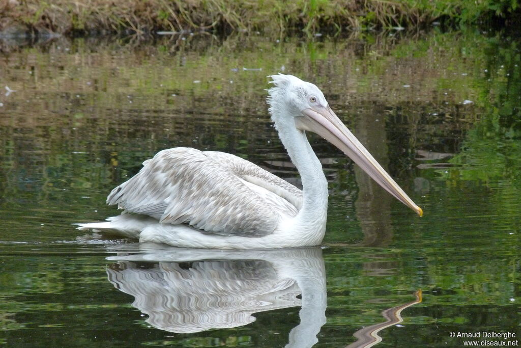 Dalmatian Pelican