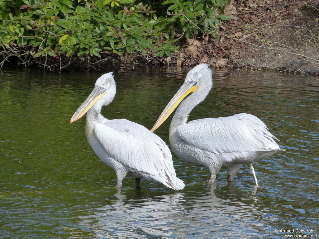 Dalmatian Pelican