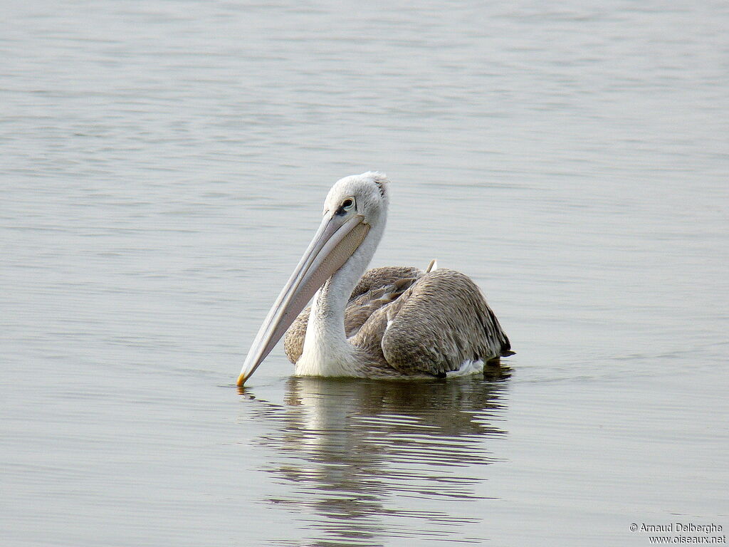 Pink-backed Pelican